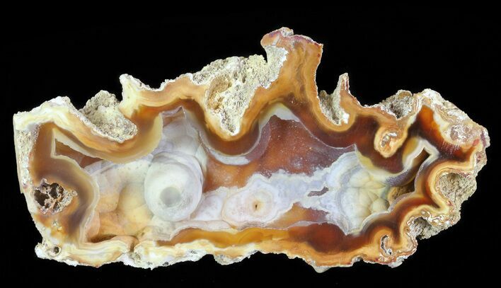 Unique, Druzy Agatized Fossil Coral Geode - Florida #66838